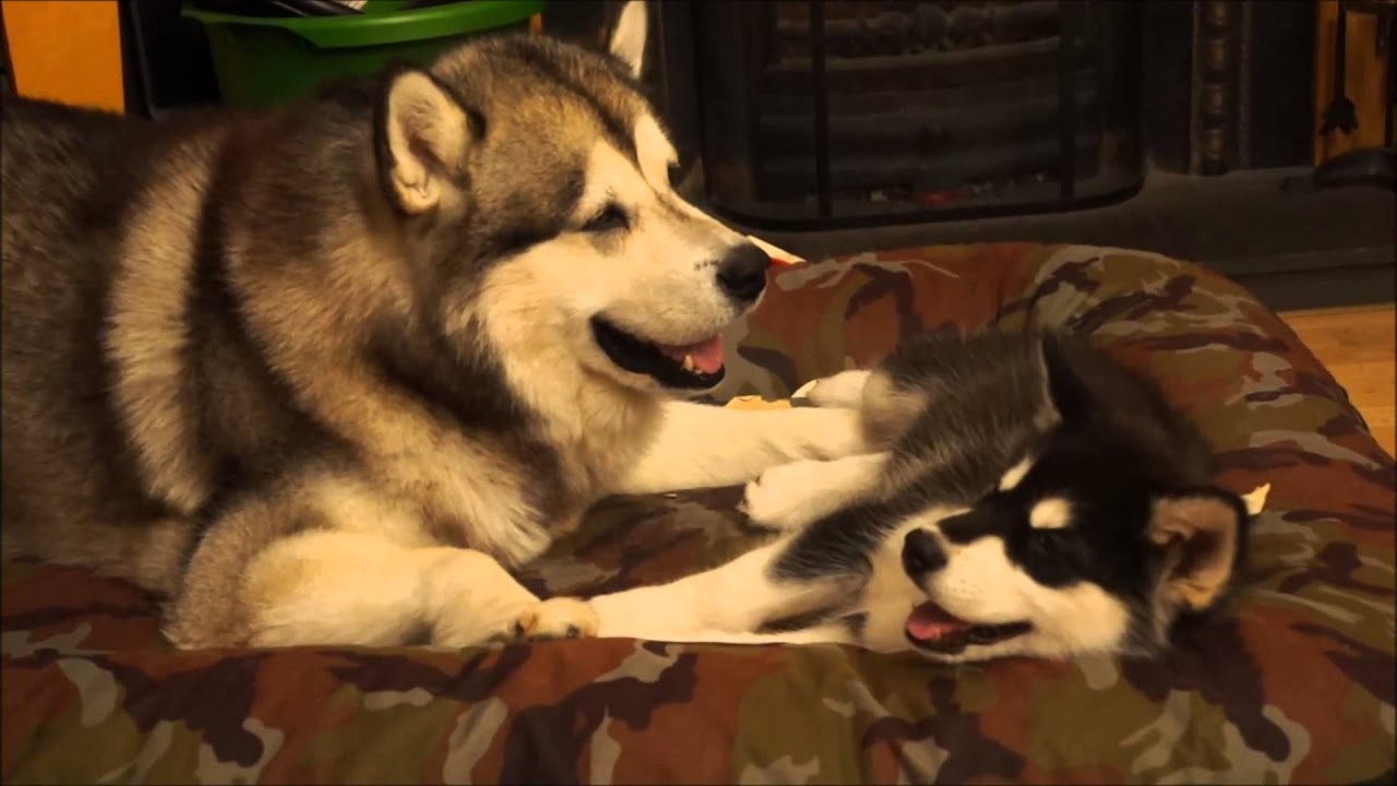 9 weeks Old Alaskan Malamute Puppy Playing With Parents