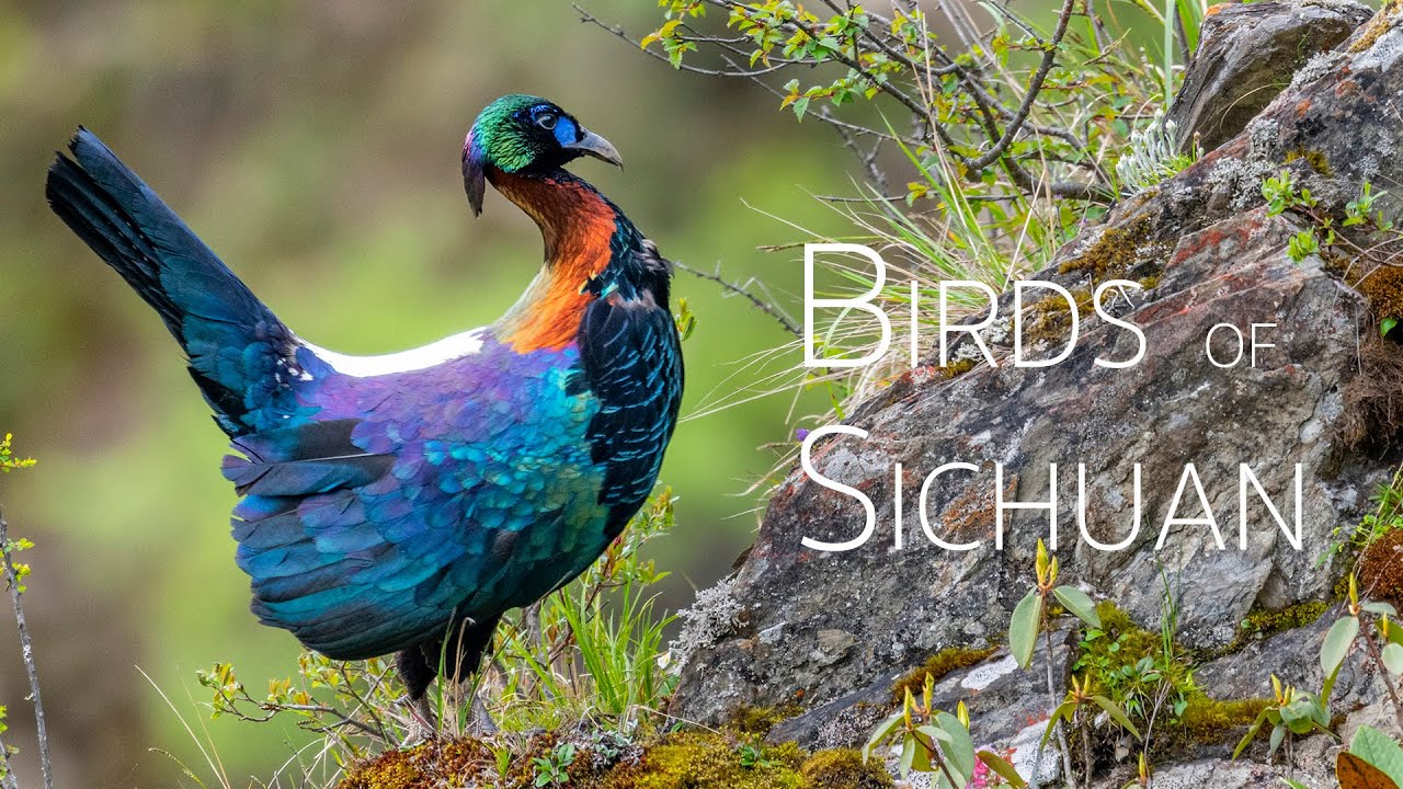 Sichuan, the province with the most endemic species of birds in China | Birding in China