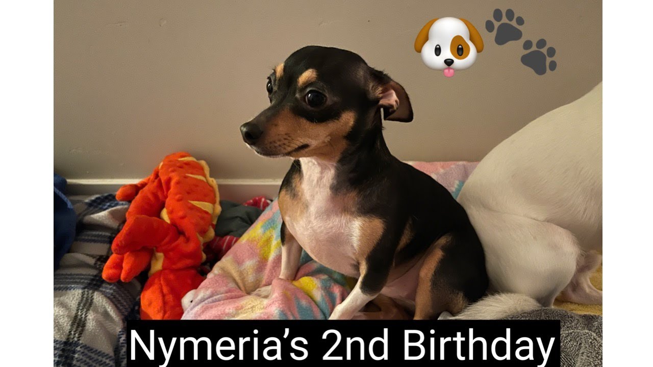 2nd Birthday (Chihuahua Rat Terrier) | MeganLouiseex92