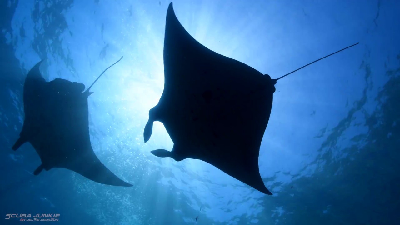 This is Scuba Junkie Penida