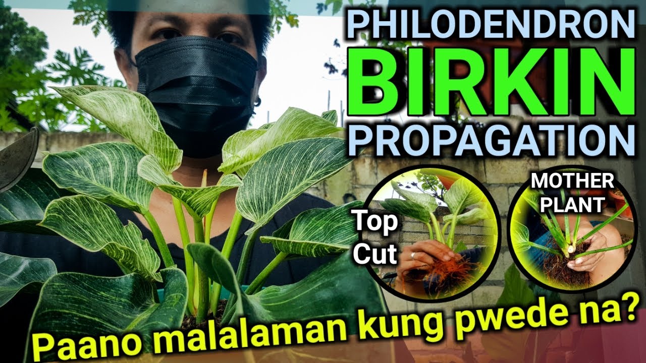 PHILODENDRON BIRKIN ACTUAL PROPAGATION | FIRST TIME NAMIN TO 🤪 plantzilla bhl