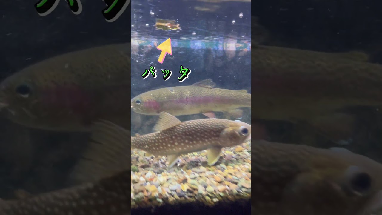 【究極】渓流水槽（ニジマス、ヤマメ、イワナ）にエサの小魚入れたらすごかった#shorts