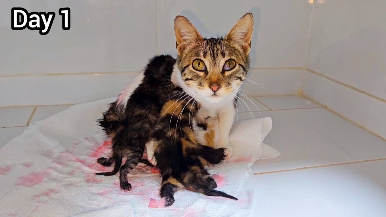Abandoned mama cat and her kittens deserve to living happy and to be rescued.