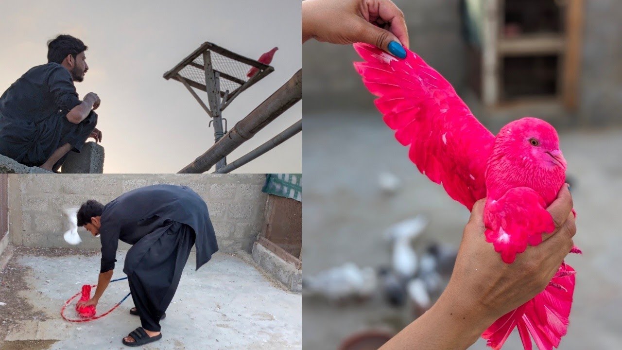 10 Hazar Wala kabootar Utar liya 🥳 how to check pigeon