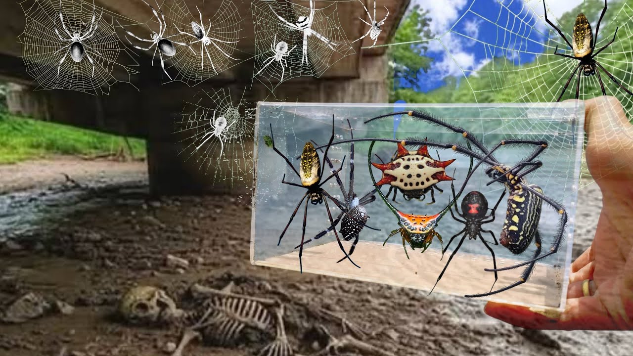 Catch a Lot of Poisonous Spiders, Catch Giant Golden Spiders & Orb Weaving Under a Big Bridge