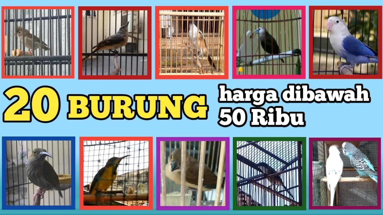 DAFTAR 20 JENIS BURUNG HARGA DIBAWAH 50 RIBU DI TAHUN 2022