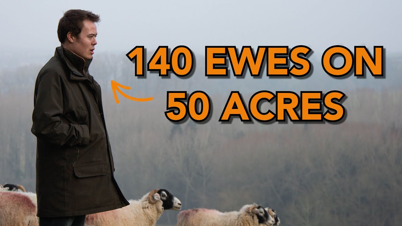 How Ben Holmes manages 140 ewes on 50 acres | Crystalyx sheep feed block lick sheep farmer