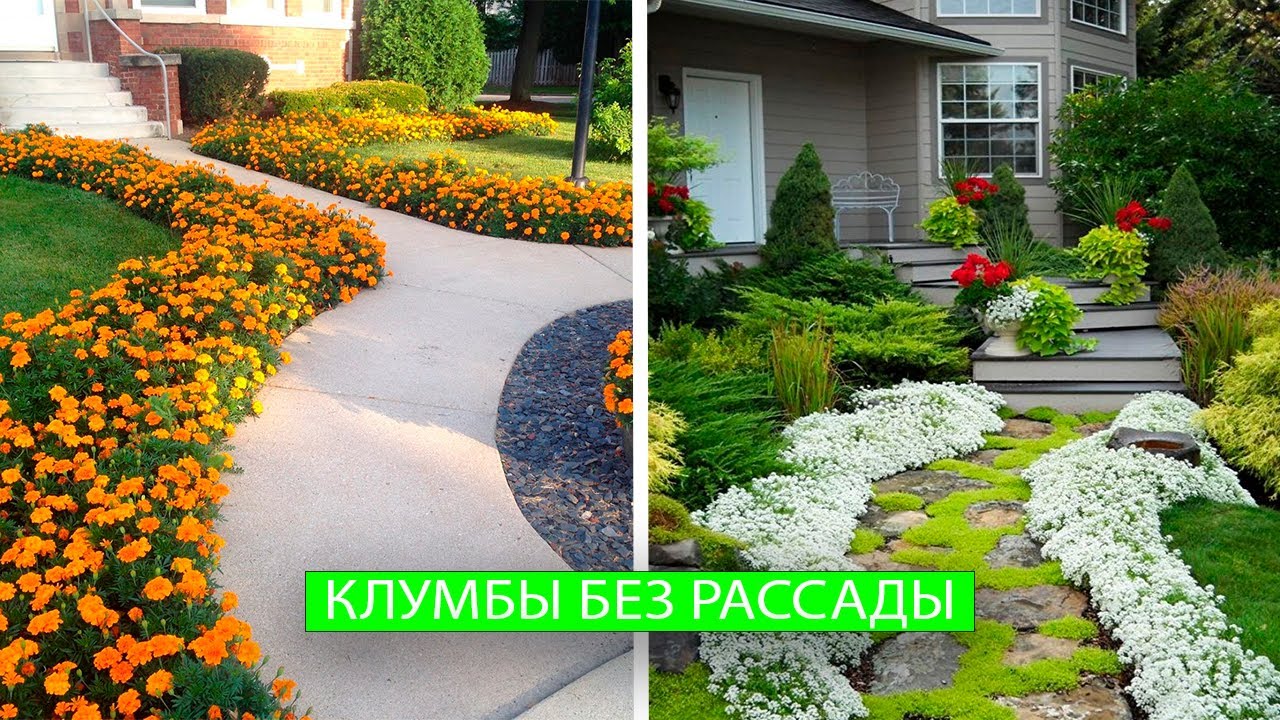 КАК ВЫРАСТИТЬ КРАСИВЫЕ КЛУМБЫ БЕЗ РАССАДЫ