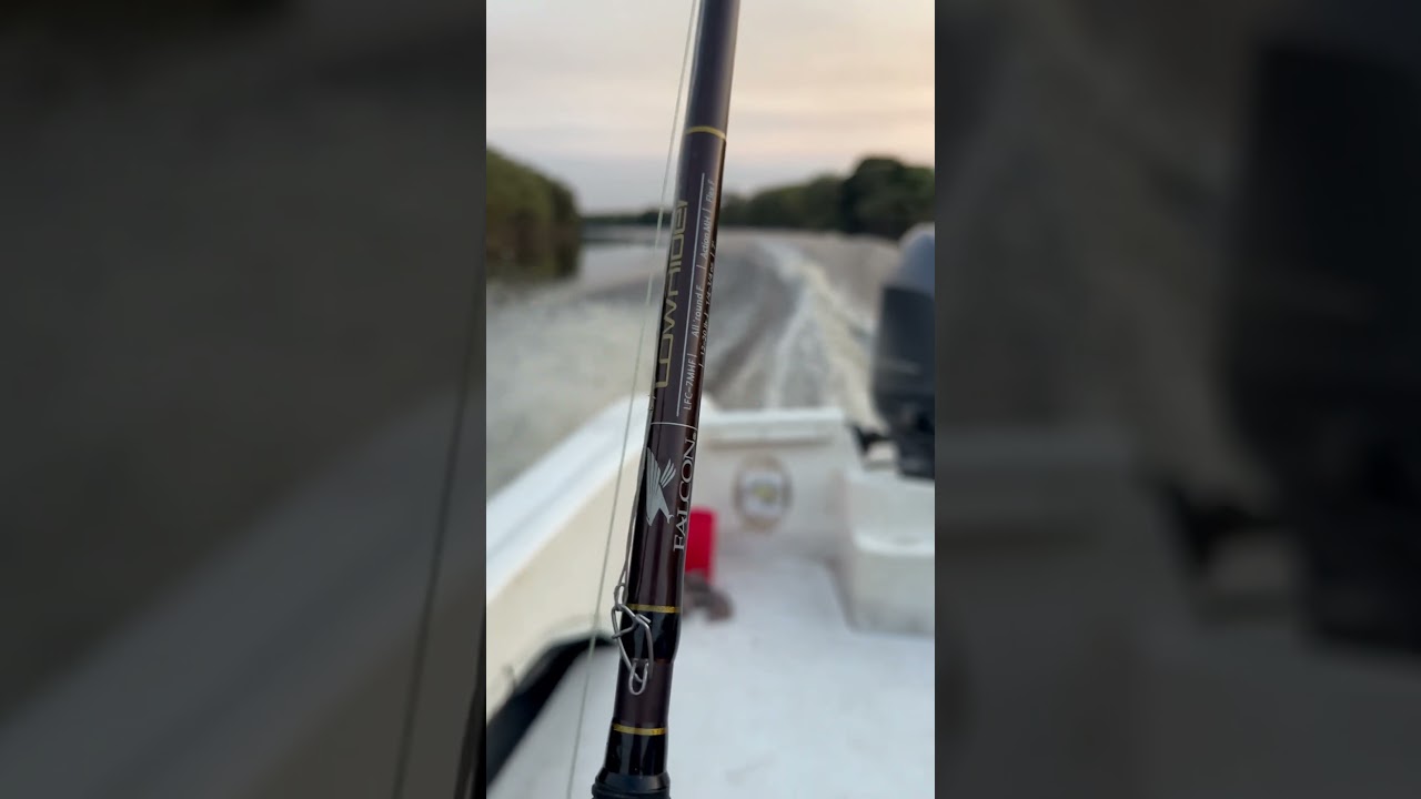 Pesca de dorados con Falcón Lowrider 12-20 libras de 7 pies 
