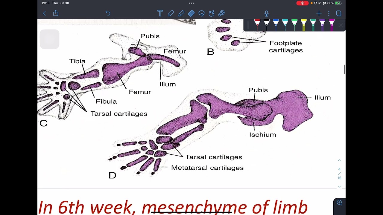 Limb Development
