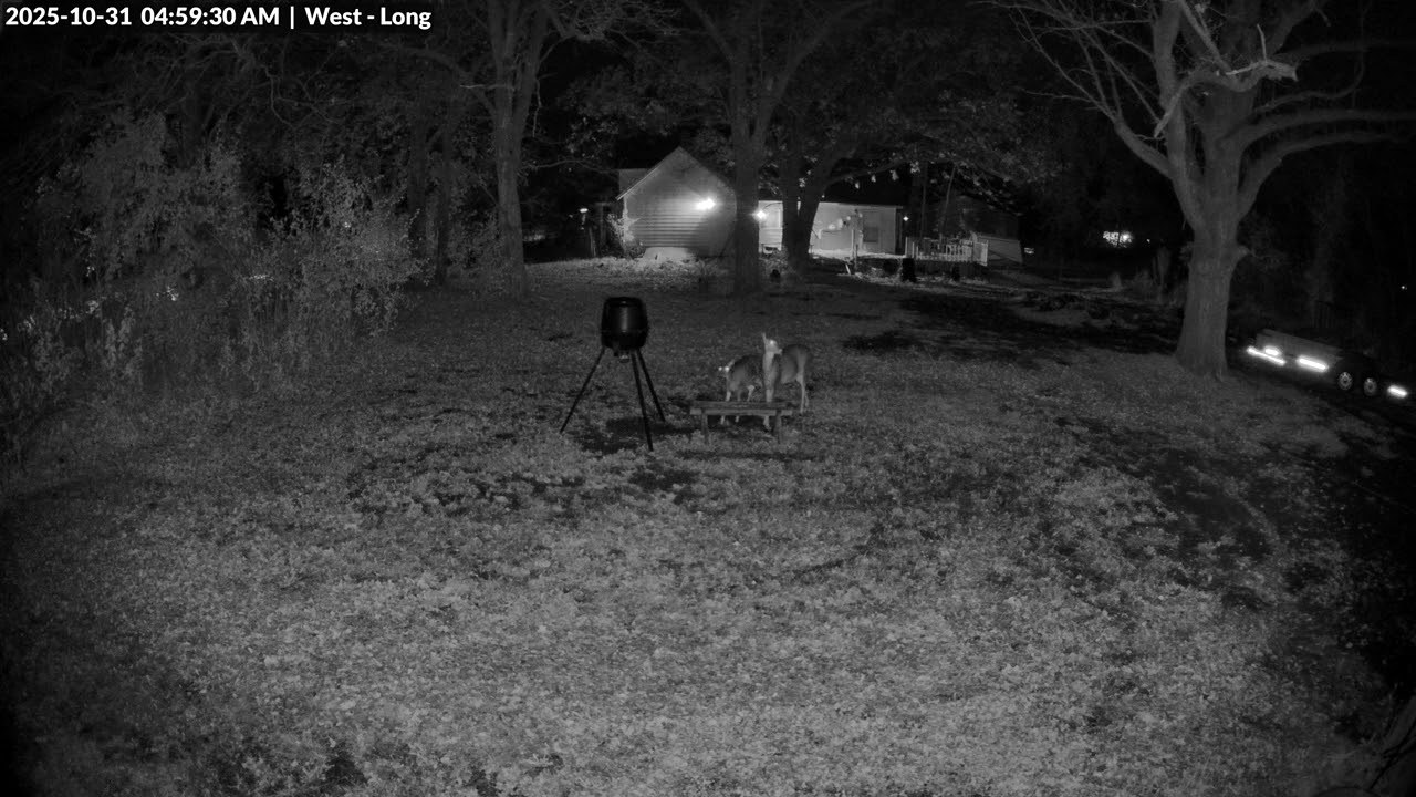 Animal Watch - 10/31/2025