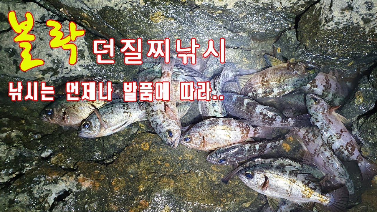 울산 서생 평동방파제 해안길✘몰이 많이 핀 포인트 던질찌 입문자 볼락낚시 공략하는 법