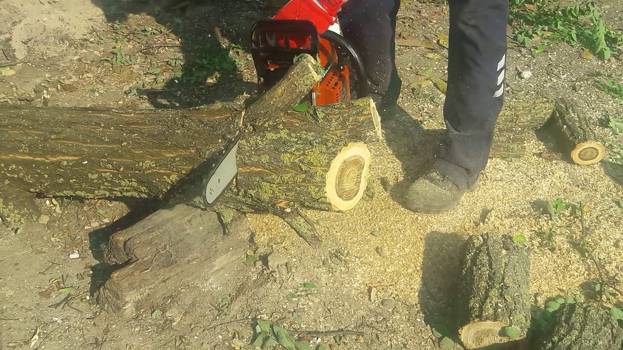 Drujba Voinic la lucru (tăiat salcîm).