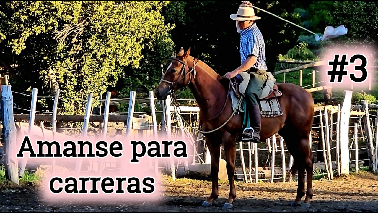 Cambia para Siempre tu Forma de Trabajar Caballos de Carrera