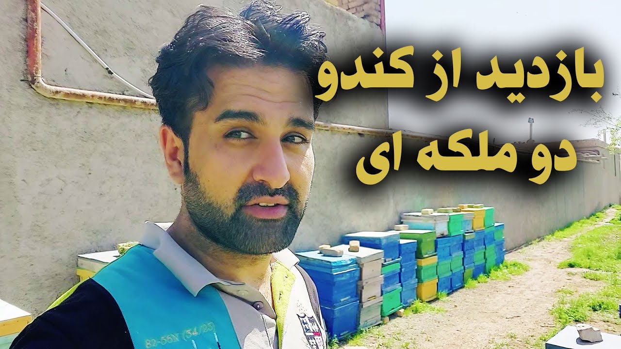 بازدید از کندو زنبور عسل و پذیرش دو ملکه زنبور در کندو زنبورعسل