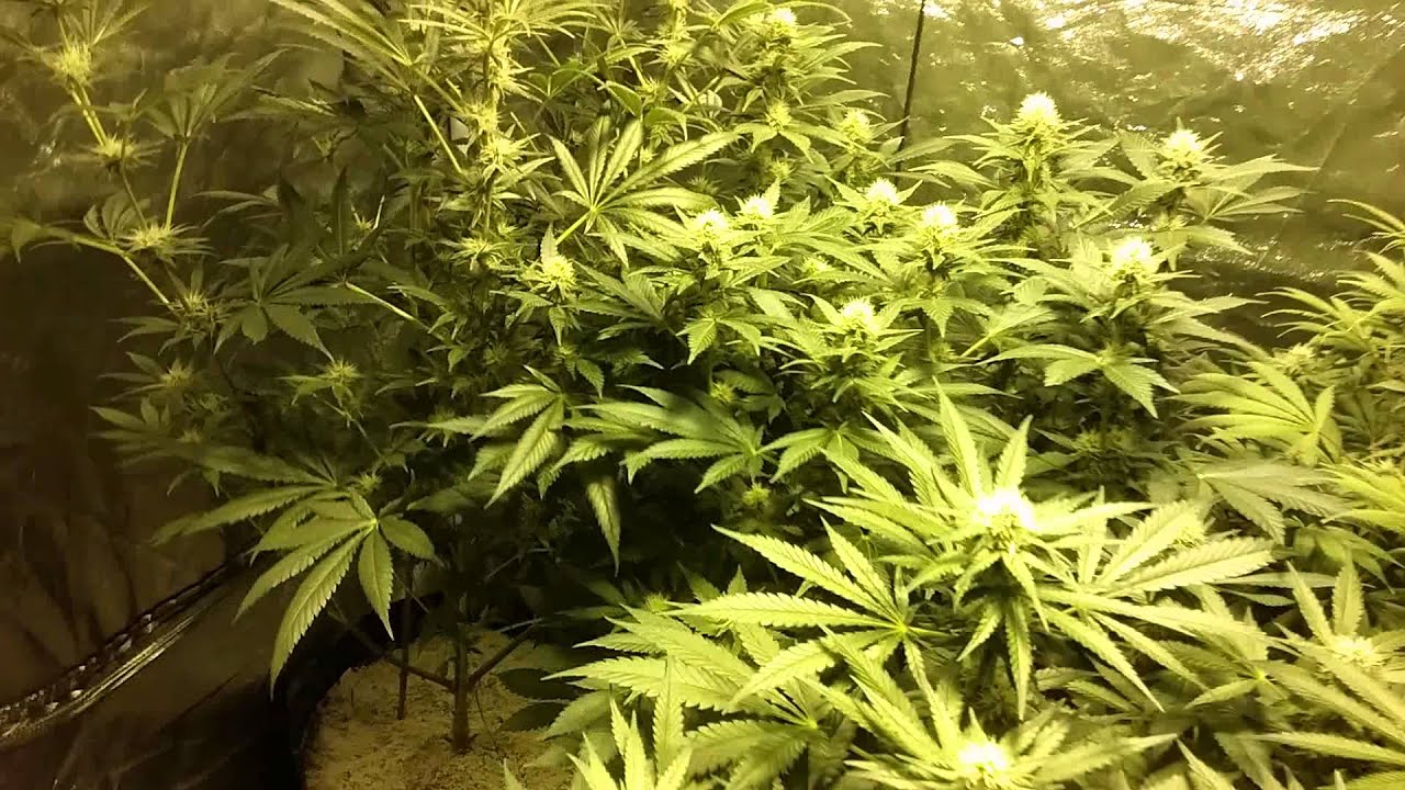 Science Guys White Widow N Company week 4 flower