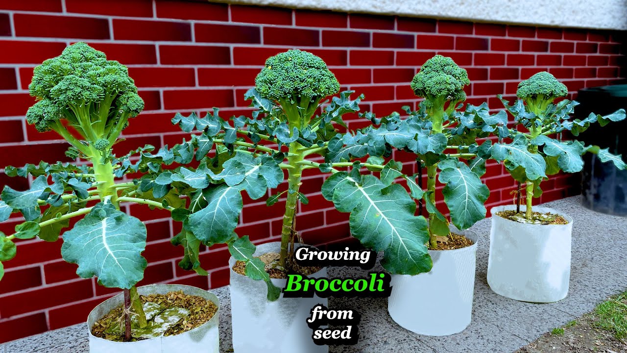 Growing Broccoli from Seed to Harvest - Step by Step (in Containers & Grow bags)