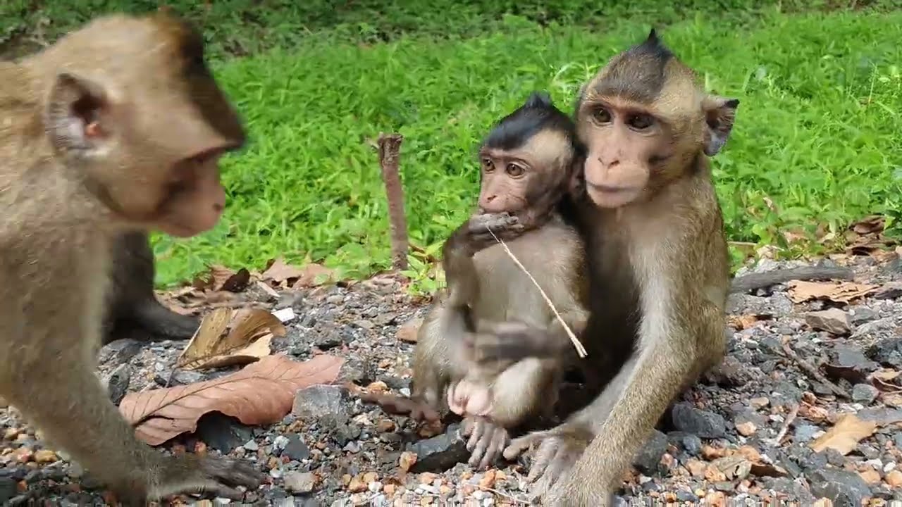 Little and young monkeys Mohanokor group finding food along road - Wild Monkey016