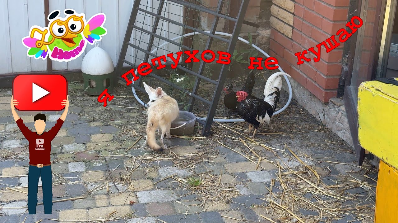 The fox asks to go outside to his friends the rooster and hen.