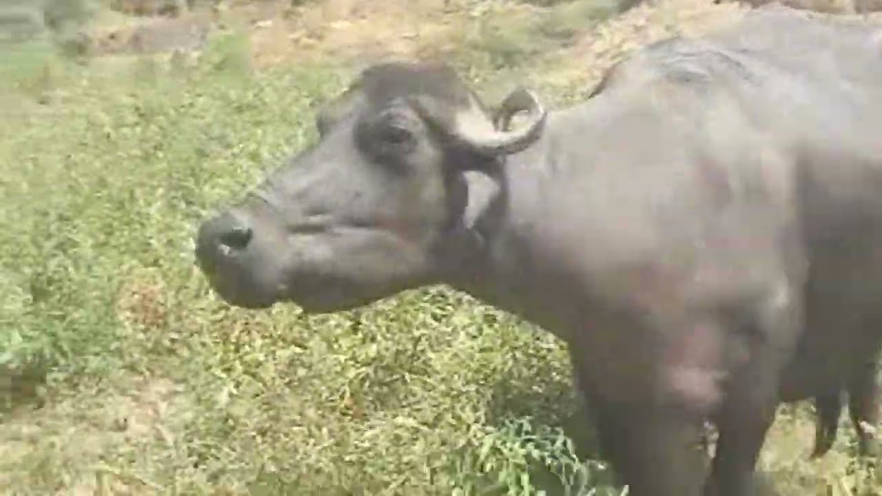 Mob grazing  || Animal graing, wildlife together #natgeowild