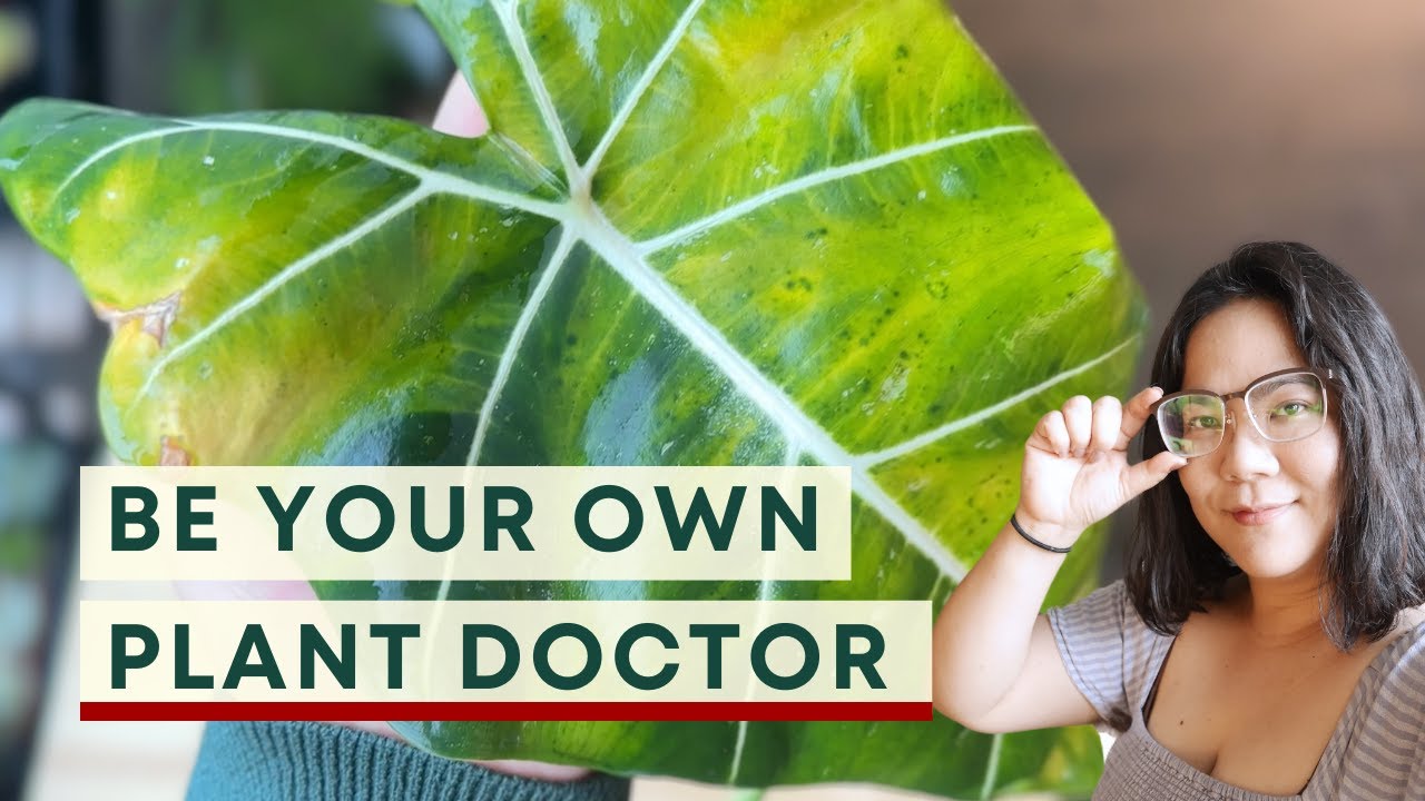 How to Diagnose Plant Problems? Plant Store Owner Tips