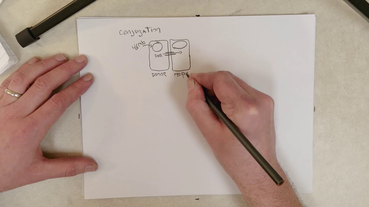 Genetics: L11-A, Conjugation, Transduction, and Transformation (Recommend 1.5x Speed)