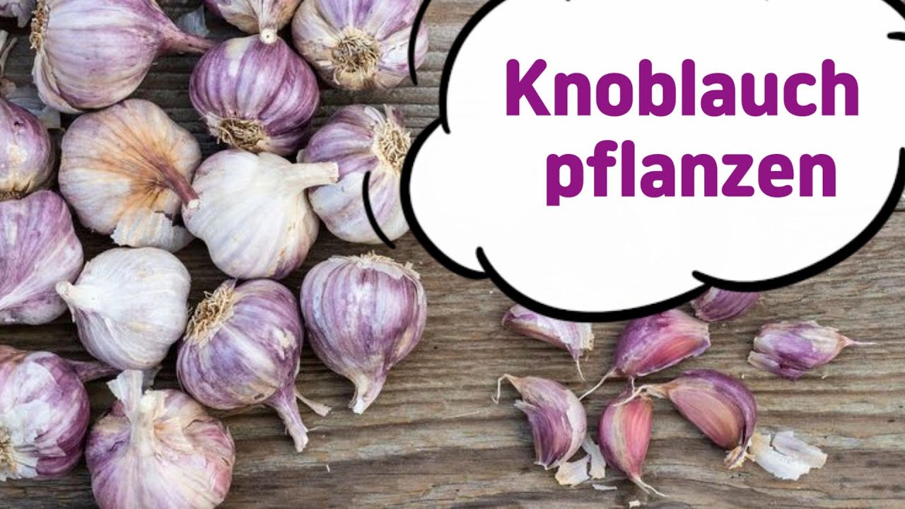 Jetzt noch Knoblauch pflanzen!