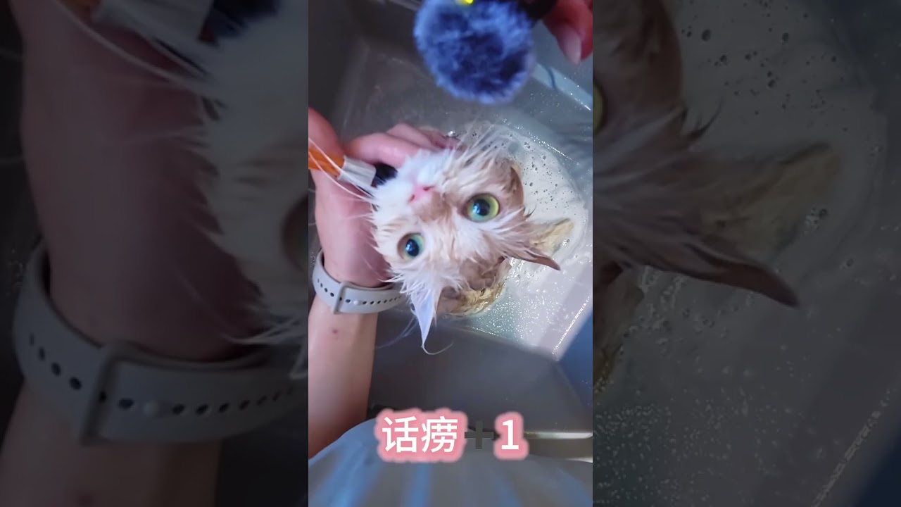 Vlog Cat House Daily Question How many times did the little girl mili meow in total