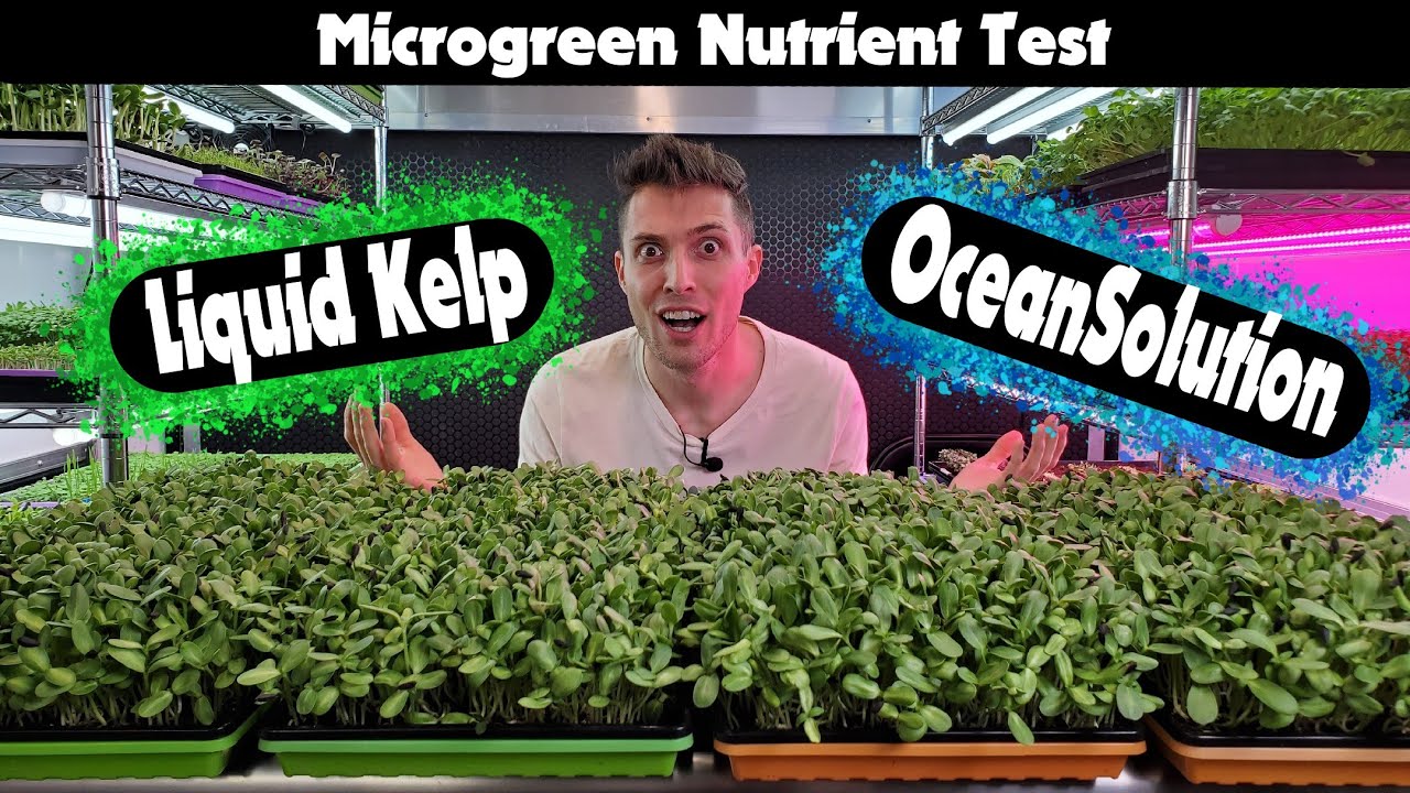 Liquid Kelp vs Ocean Solution 2-0-3 for Sunflower Microgreens &mdash; Organic Nutrient Showdown