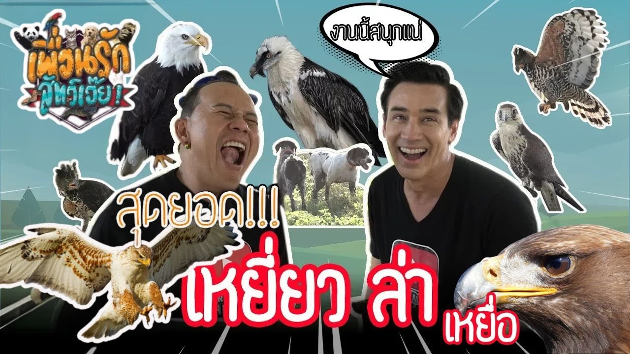 มารู้จักเหยี่ยวกัน I เพื่อนรักสัตว์เอ๊ย