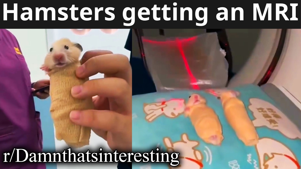 r/Damnthatsinteresting | hamter burrito