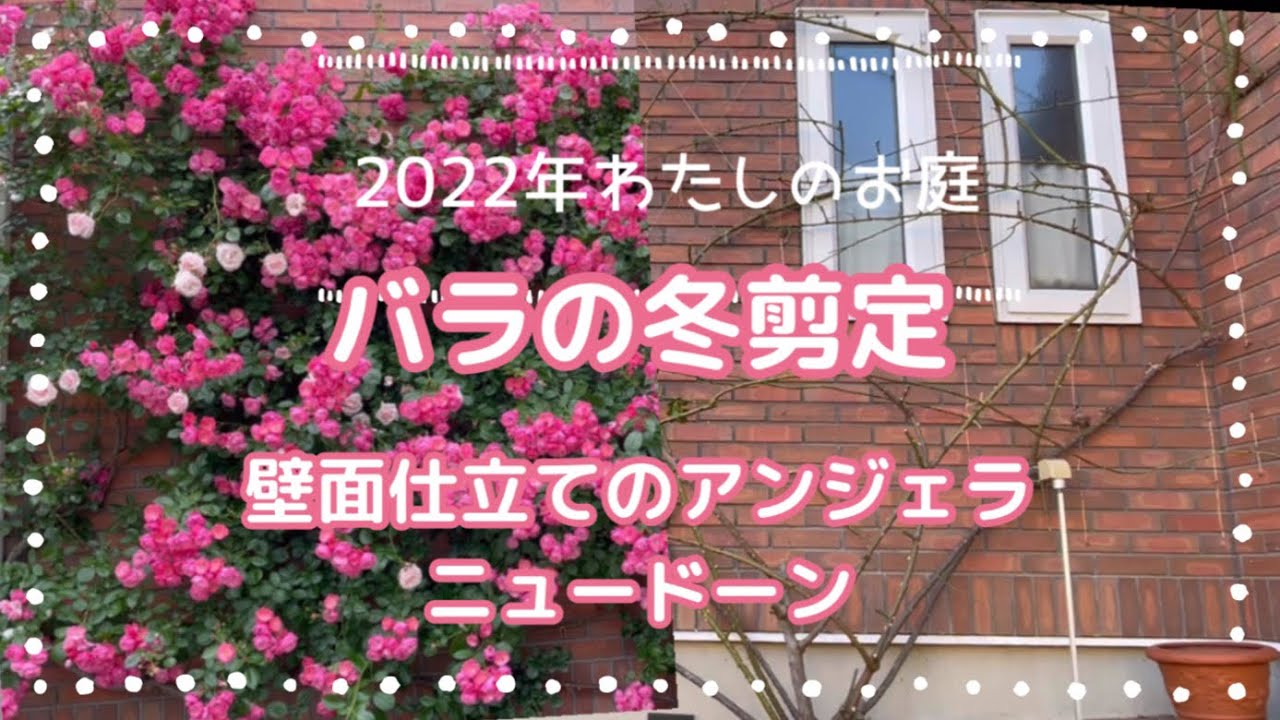 【冬剪定③】アンジェラとニュードーン　壁面仕立て　　アンジェラの勢いにおされっぱなしのニュードーン、さらに小さくなりました… なっちゃんの庭