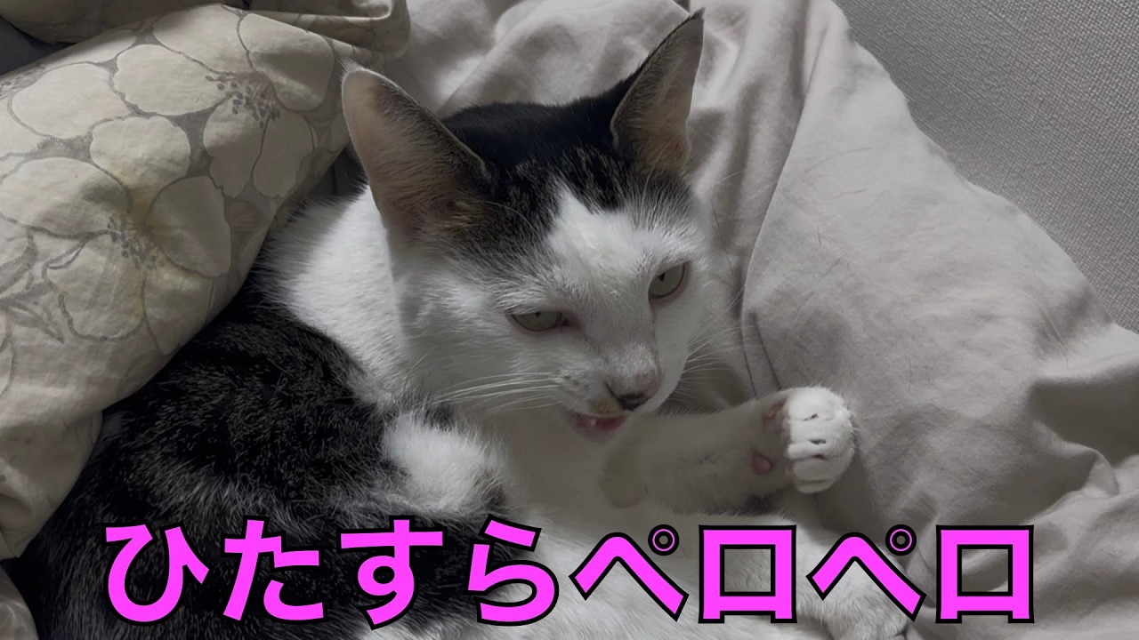 保護猫ナターシャの561日目：夢中で毛づくろい