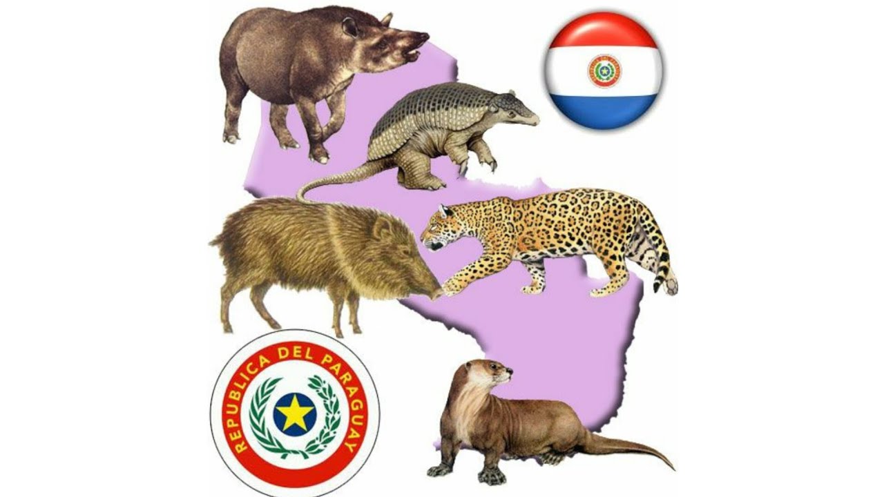 Top 10 de animales en peligro de extinci&oacute;n en Paraguay 🐆🥲🇵🇾