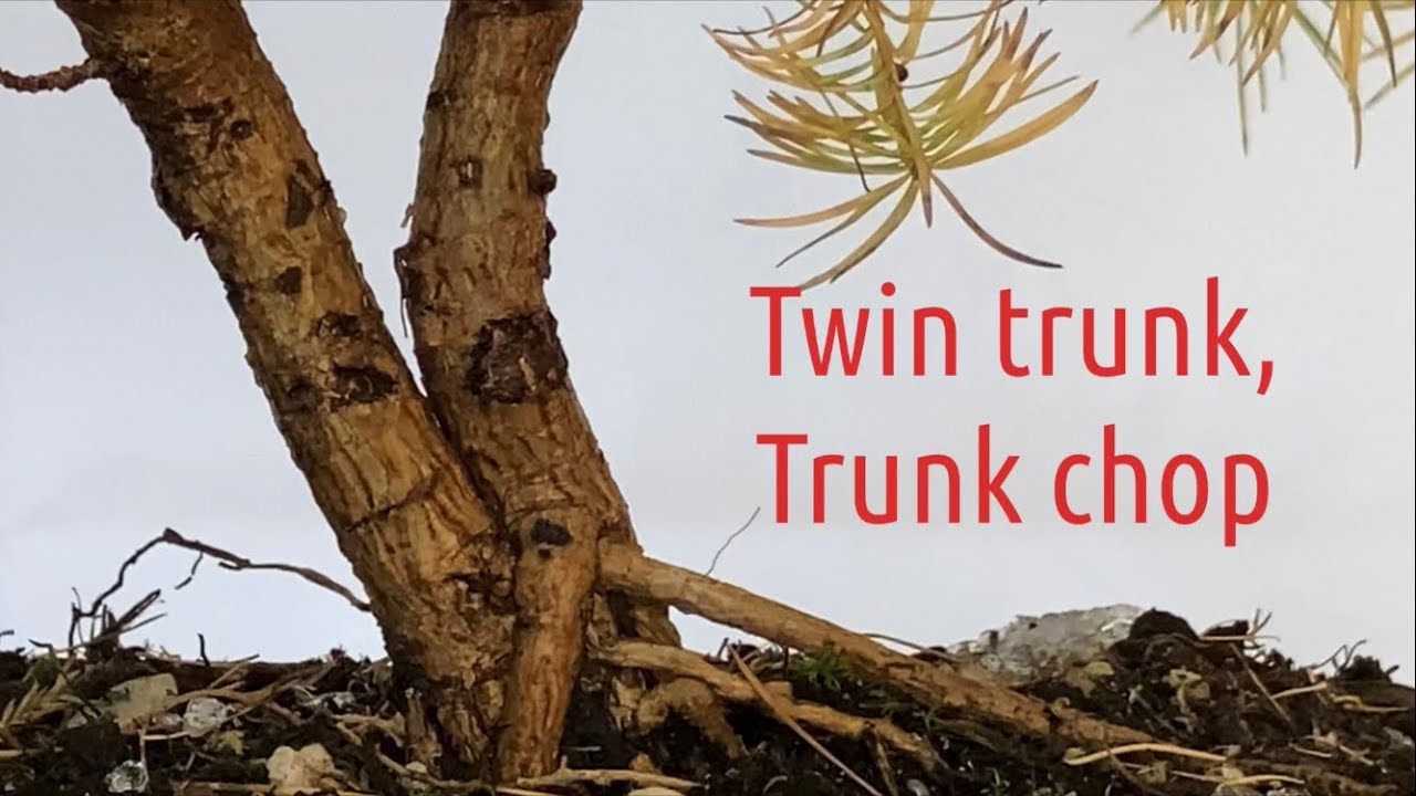Japanese larch bonsai twin trunk trunk chop @Bonsaicrazy #bonsai