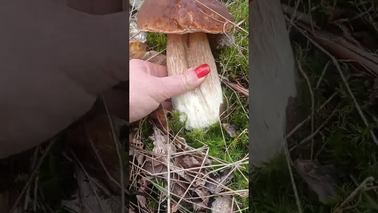 This is a real King boletus mushroom!