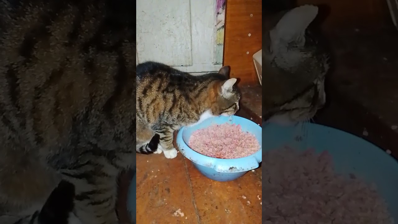 Білолапик в котячому "Пункті незламності" 😻