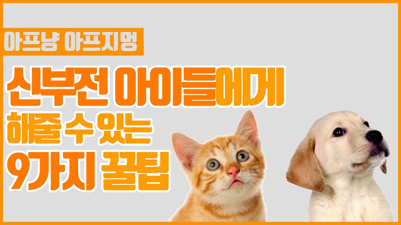 동물병원 수의사가 알려주는 신부전 환자를 위한 9가지 꿀팁!