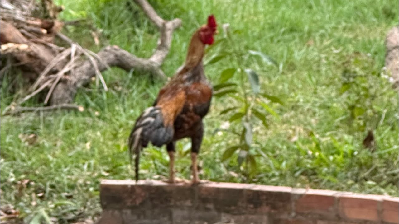 Chickens life 1 @sovandarinchoun3726  #roosterfarm #youtubeshorts #animals #assel #youtubevideos 