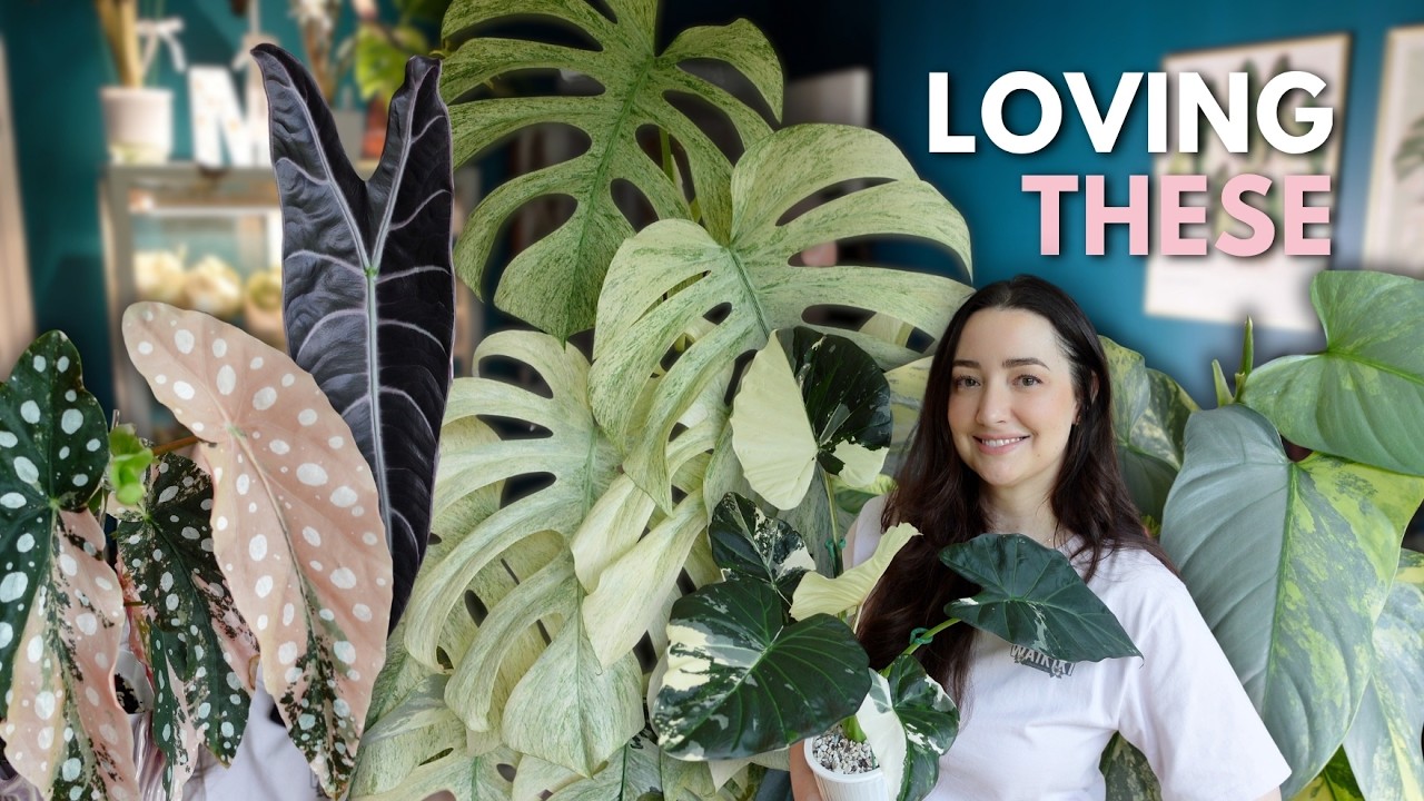 13 houseplants I'm loving in my collection right now 💕🌿