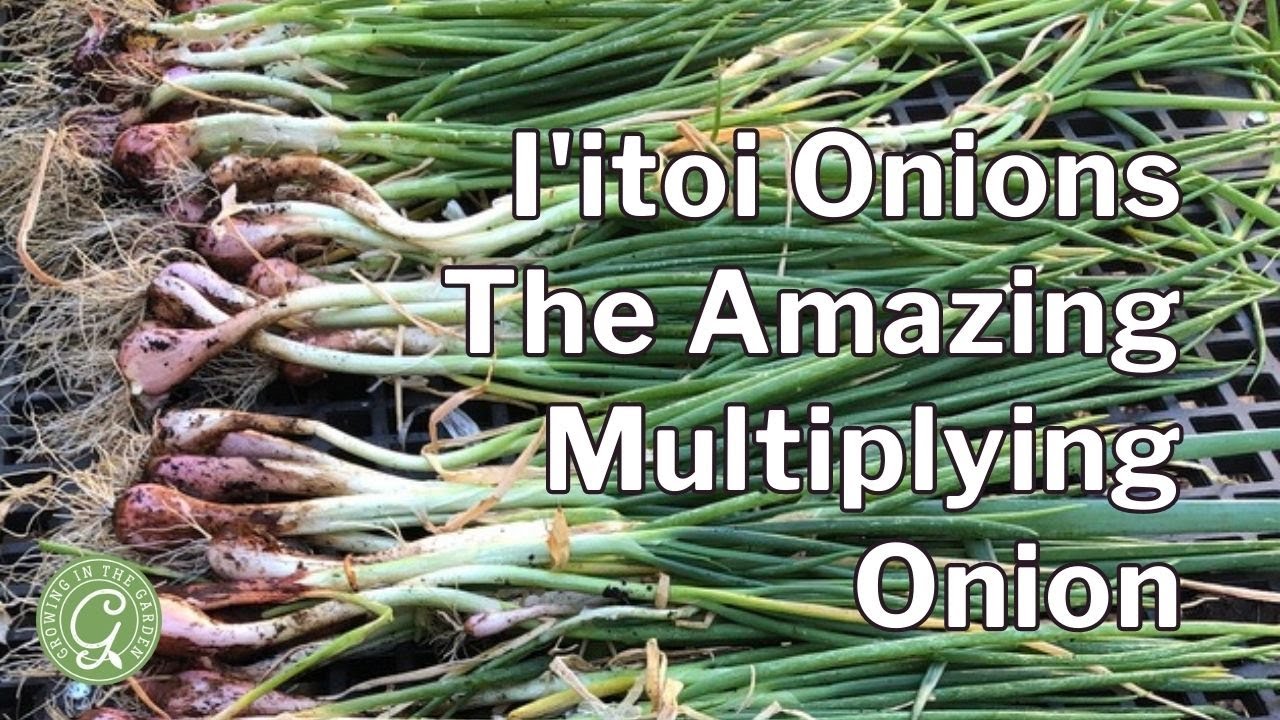 I'itoi Onion Growing Guide: The Amazing Multiplying Onion
