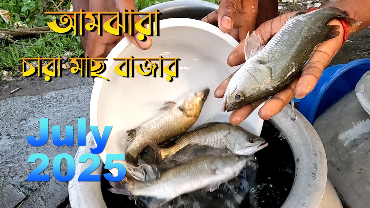 আমঝাড়া চারা  মাছ বাজার জুলাই ২০২৫ | ভেটকি ও অন্যান্য মাছের দাম কত? | Amjhara Fish Market Update