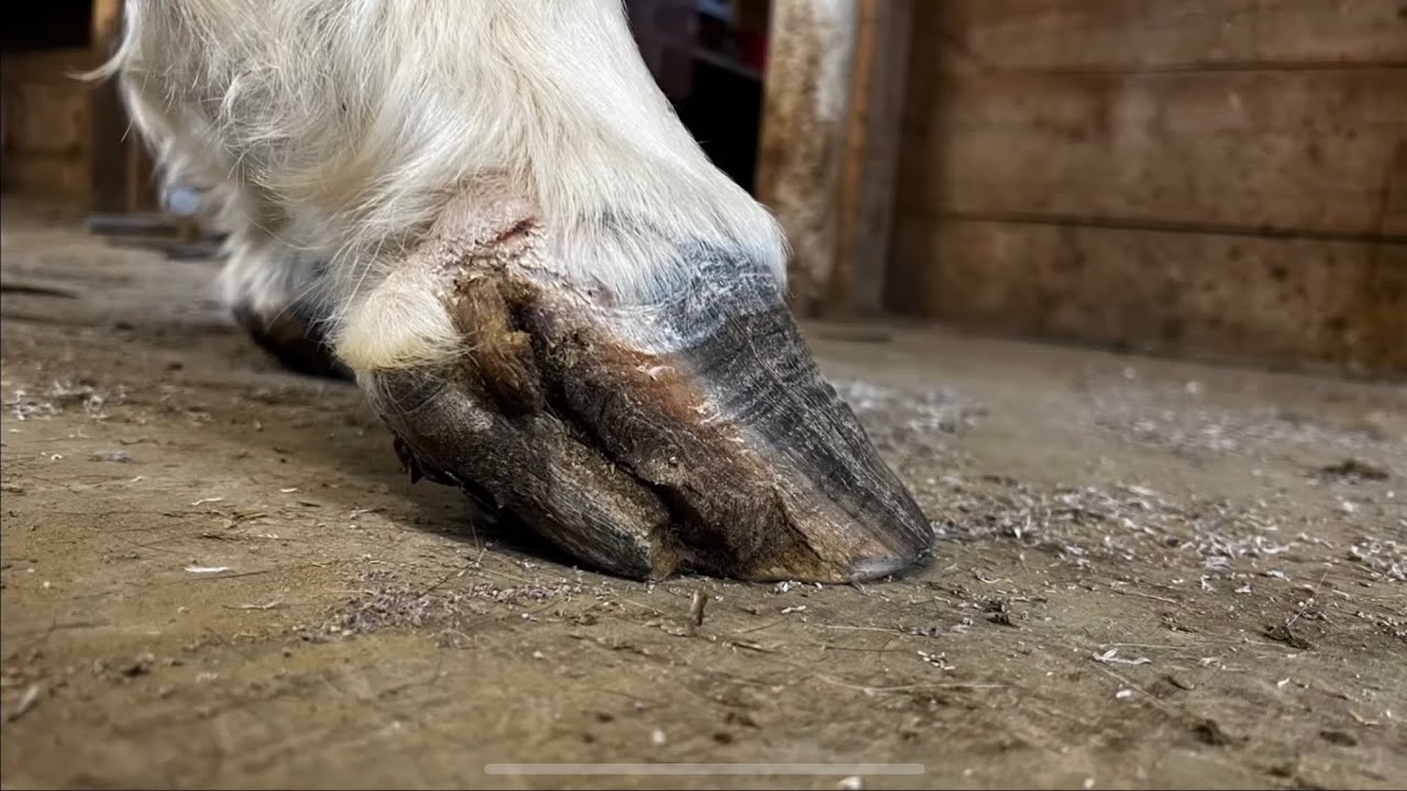Giant INFECTED Hoof Crack!