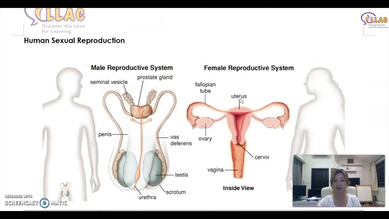 ILLAC - P5 Science - Human Reproductive System
