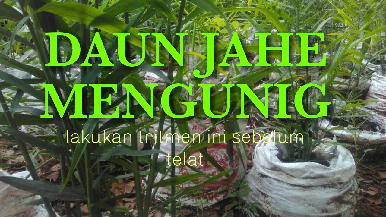 ATASI DAUN JAHE MENGUNING  | karena curah hujan tinggi