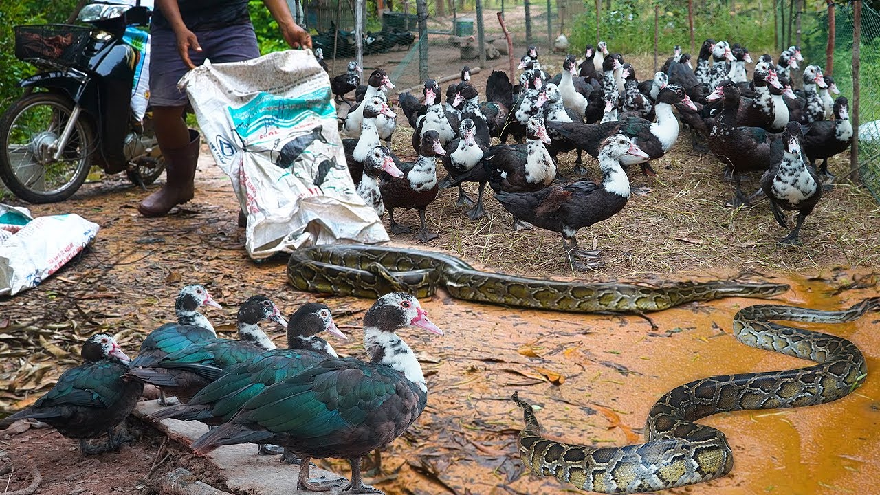 Warning! Python Dangers for Ducks: How to Protect Your Flock