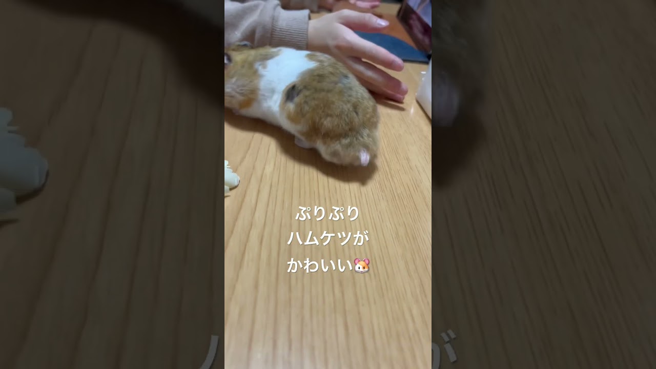 ぷりぷりハムケツがかわいい🐹✨#ハムスター #ハムスターのいる暮らし #ぷりぷり #ハムケツ #かわいい #小動物 #動物大好き #音楽大好き #主婦 #子育てママ #笑顔 #smile