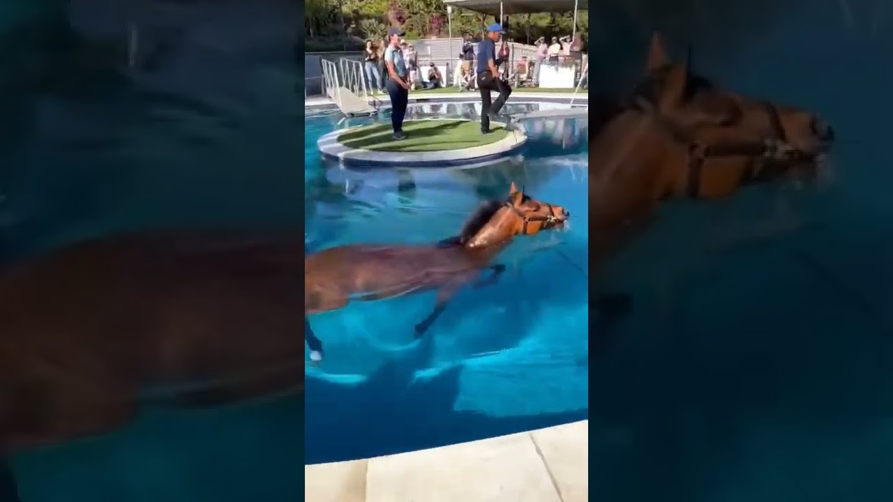 Horse Can Swim 
