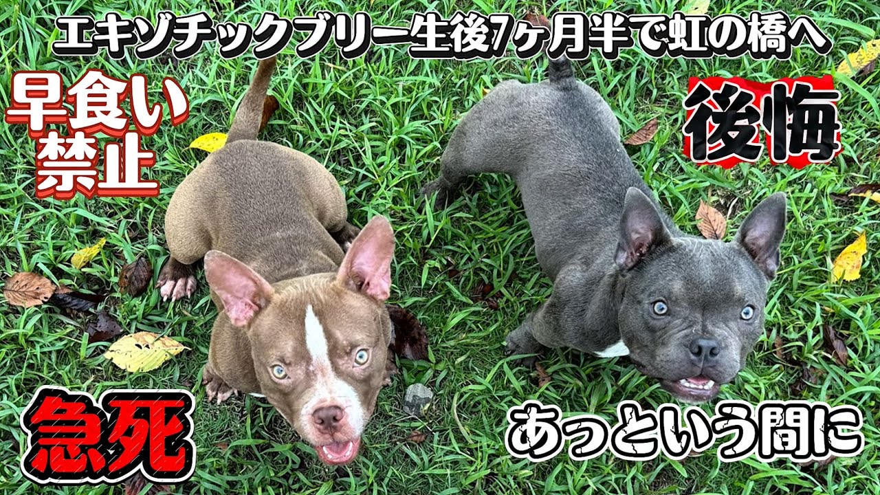 Exotic bully・『エキゾチックブリーの子犬生後14日目〜15日目とマイクロエキゾチックブリー急死』American bully