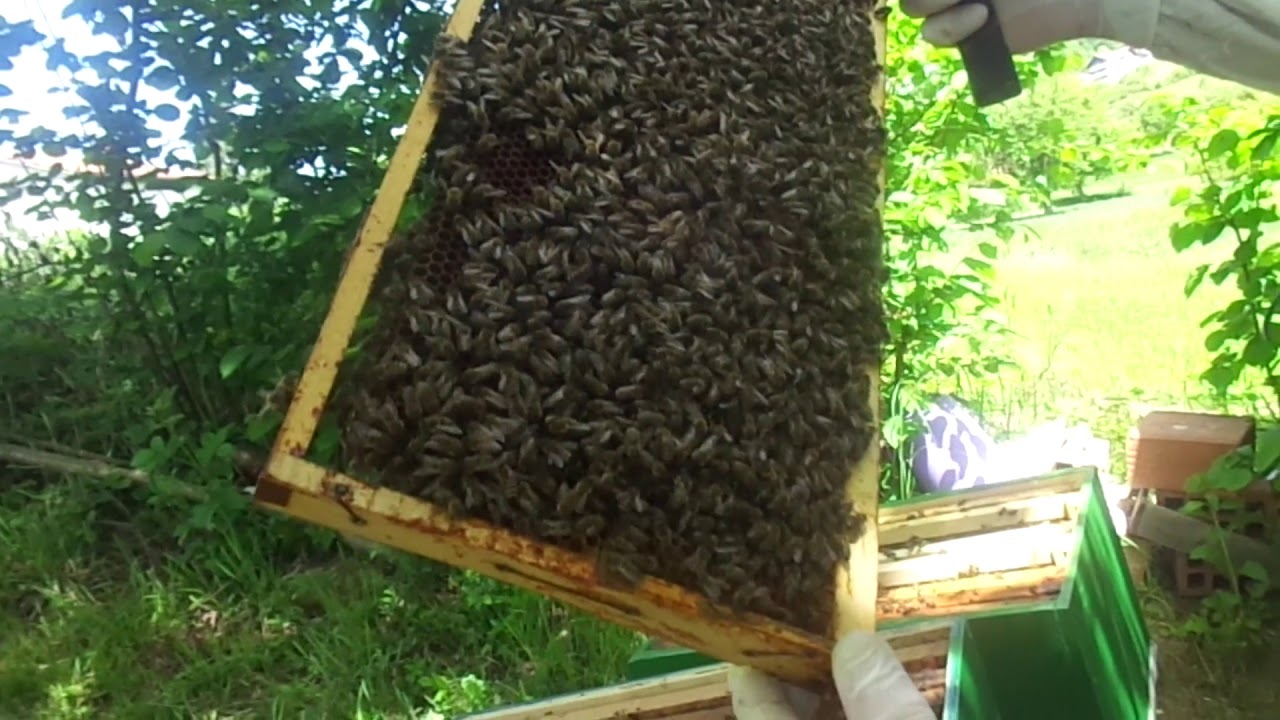 Pravo vrijeme za ubacivanje Snelgrove daske, 10. 5. 2020.